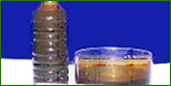 Soya Lecithin Oil Manufacturer Supplier Wholesale Exporter Importer Buyer Trader Retailer in Indore Madhya Pradesh India